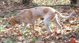 Redtick Coonhound