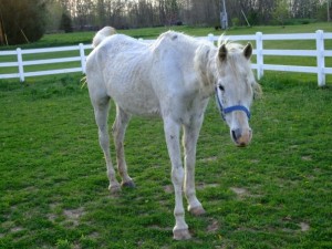 Rescue Horse Day 1.jpg