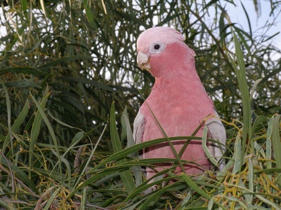 Rose-Breasted Cockatoo