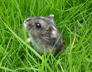 Campbell's Russian Dwarf Hamster