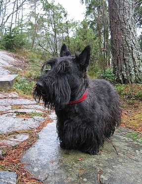 Scottish Terrier