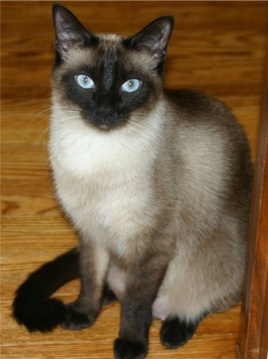 Siamese Cat