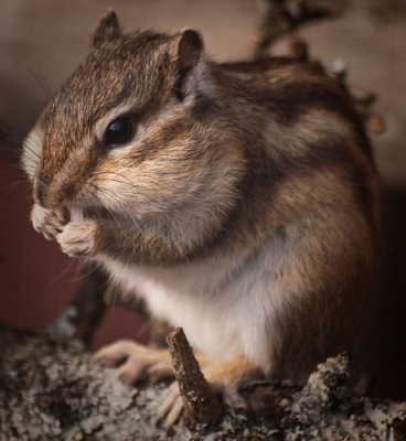 Siberian Chipmunk