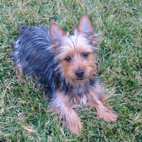 Silky terrier toy sale