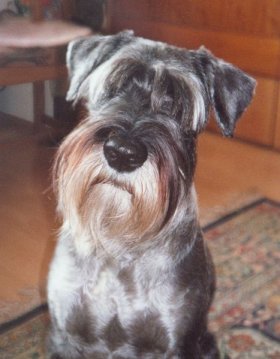 Standard Schnauzer