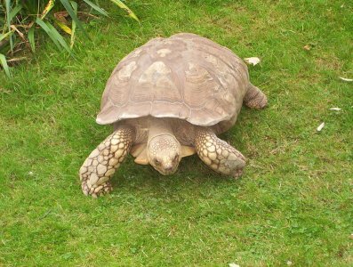 Sulcata Tortoise