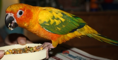 Sun Conure