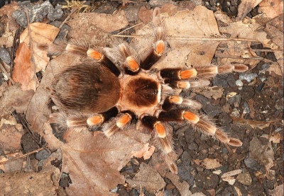 Tarantula