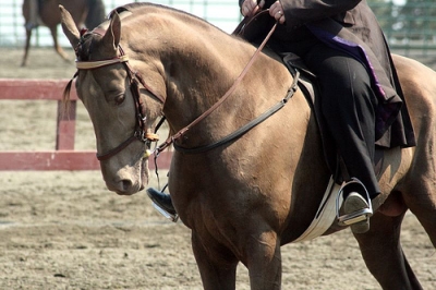 Tennessee Walking Horse