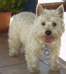 West Highland White Terrier