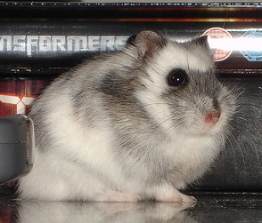 White Russian Hamster