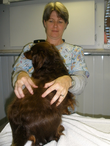 Woman Veterinarian