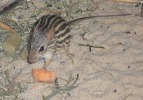 Zebra Mouse